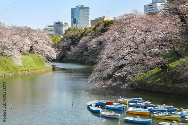 Obraz 千鳥ヶ淵の春景色