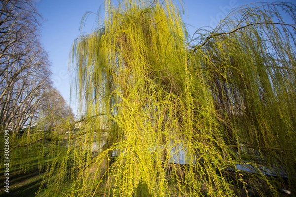 Fototapeta Trauerweide