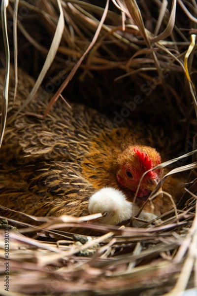 Obraz hen and chicks Brood
