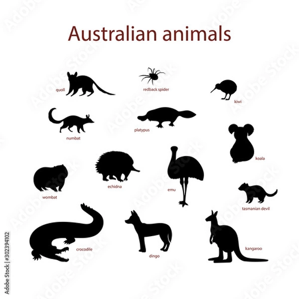 Fototapeta Vector illustration, set of australian animal silhouettes. Quoll, redback spider, kiwi, numbat, platypus, koala, wombat, echidna, emu tasmanian devil crocodile dingo kangaroo