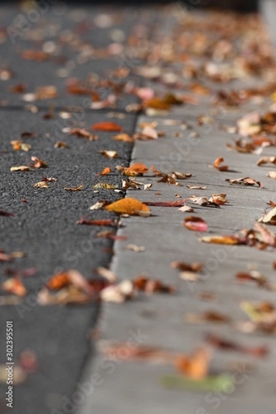 Fototapeta 道路脇の落ち葉