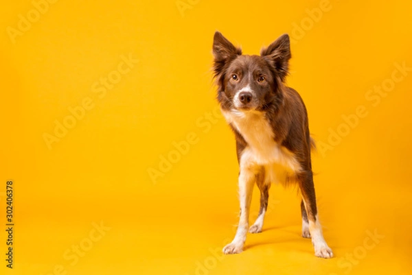 Obraz Red and white border collie on yellow background