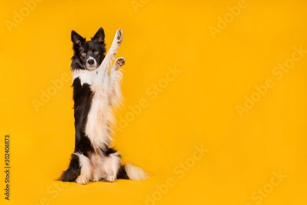 Obraz Black and white border collie dog on yellow background