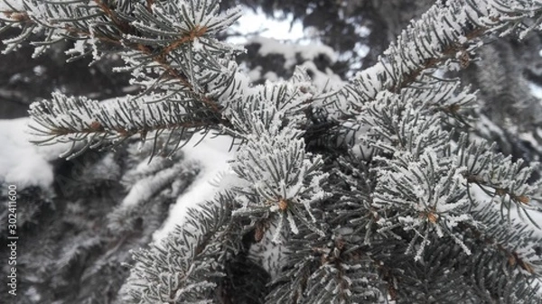 Obraz spruce branches in cloudy winter weather