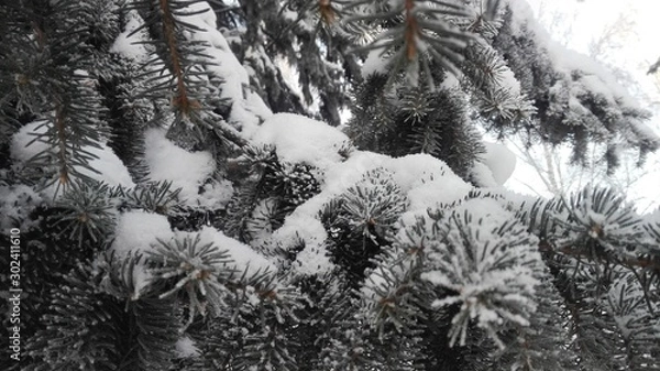 Obraz spruce branches in cloudy winter weather