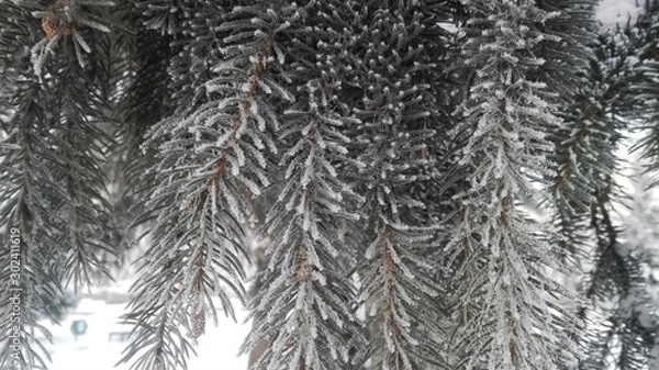 Obraz spruce branches in cloudy winter weather
