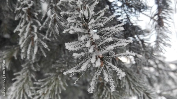 Obraz spruce branches in cloudy winter weather