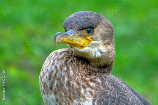 Fototapeta portrait of a duck