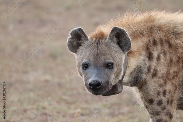 Obraz Hyena with a collar.