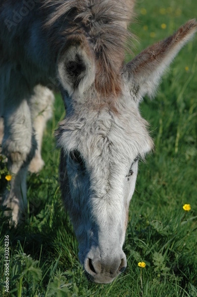 Obraz âne bucolique