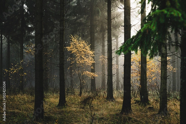 Obraz Sonnenlicht im Fichtenwald