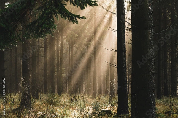 Obraz Sonnenstrahlen im Wald