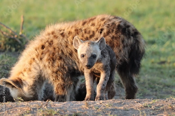 Obraz Spotted hyena cub.