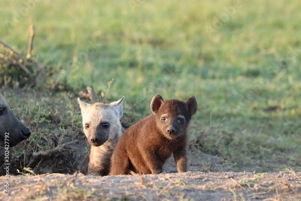 Obraz Spotted hyena cub.