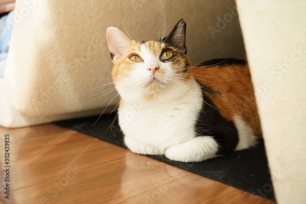 Fototapeta 何か考える猫