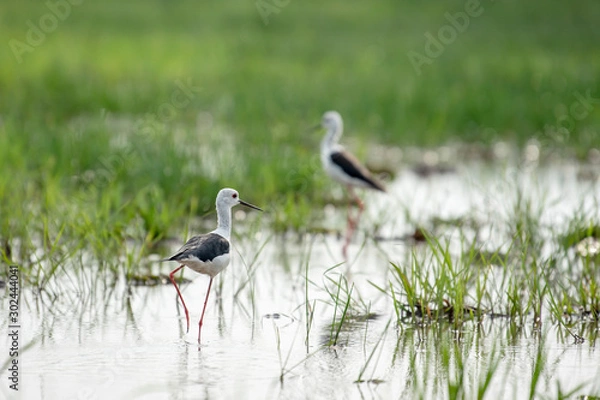 Fototapeta red-wattled lapwing looking for food in the swamp