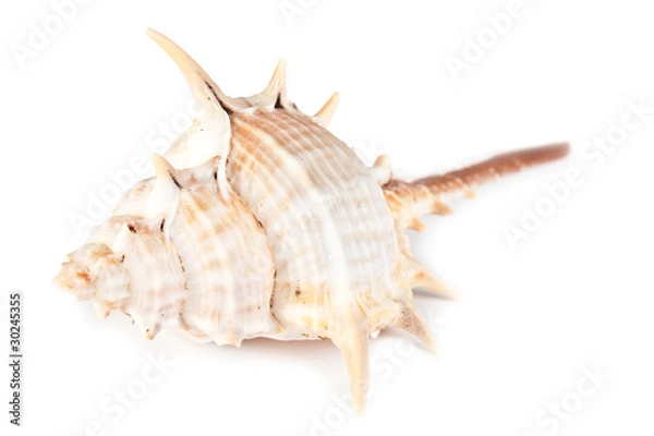Obraz brown beautiful seashell