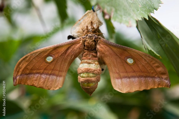 Obraz chinese oak silk moth