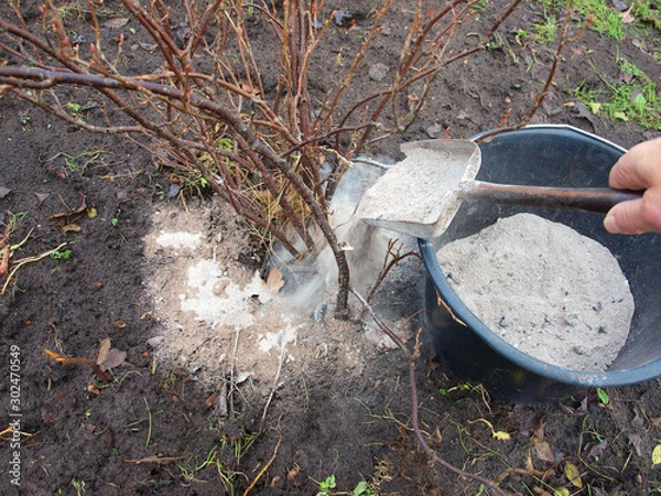 Obraz Fertilizer ash 2