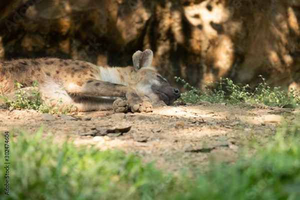 Obraz hyena