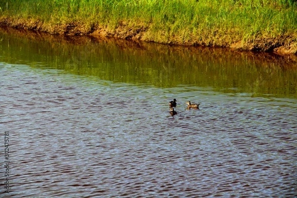 Fototapeta ducks in lake
