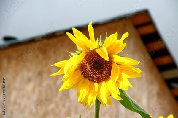 Obraz sunflower and bee