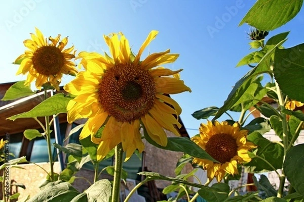 Obraz sunflower field of sunflowers