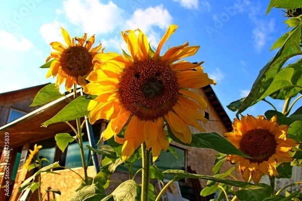 Obraz sunflowers in field