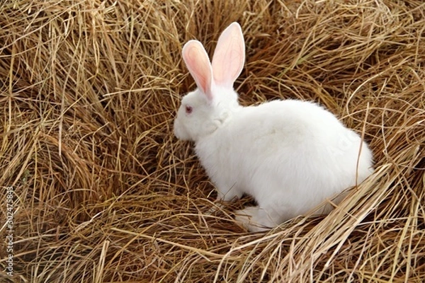 Obraz rabbit in nest