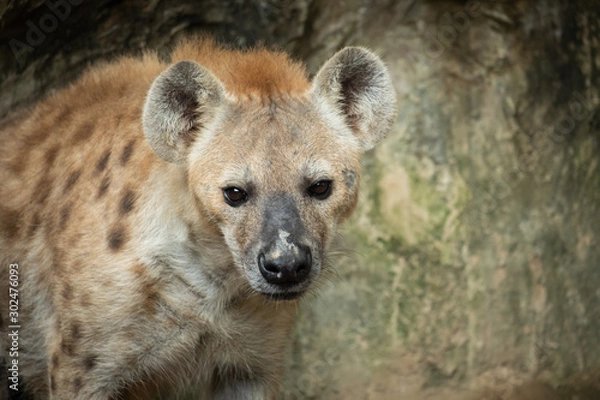 Obraz hyena