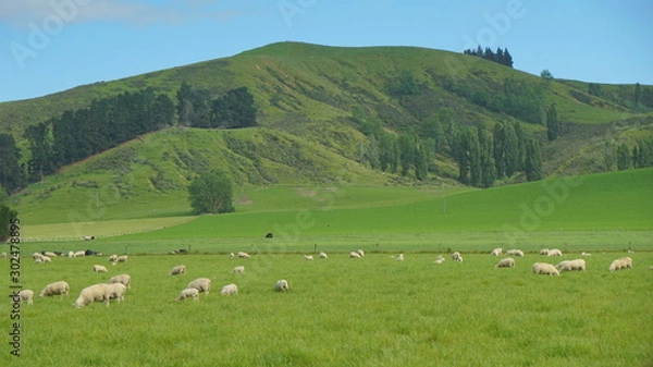 Obraz The sheep farmland in the country side of Christchurch, New Zealand