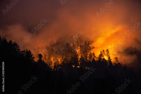 Obraz forest fire at night