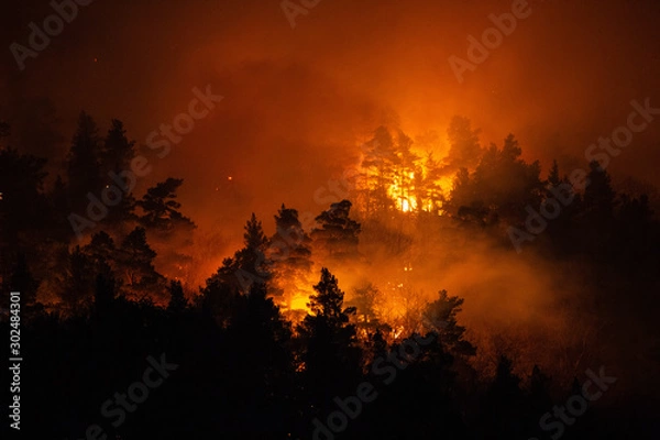 Obraz forest fire at night