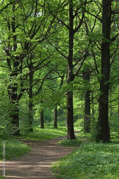 Fototapeta Тропинка в лесу.