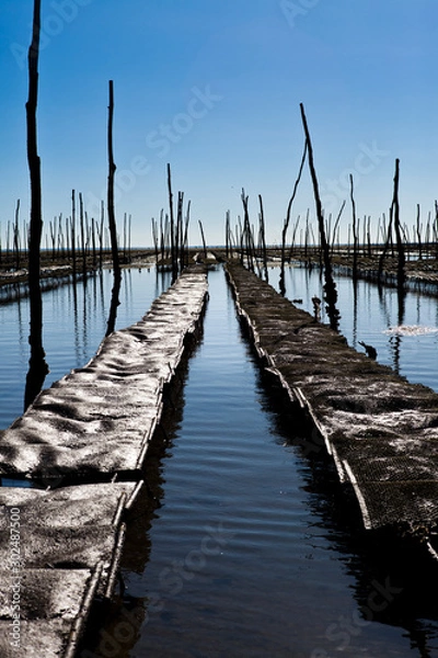 Obraz Ostréiculture
