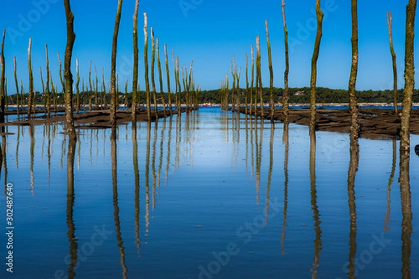 Obraz Ostréiculture