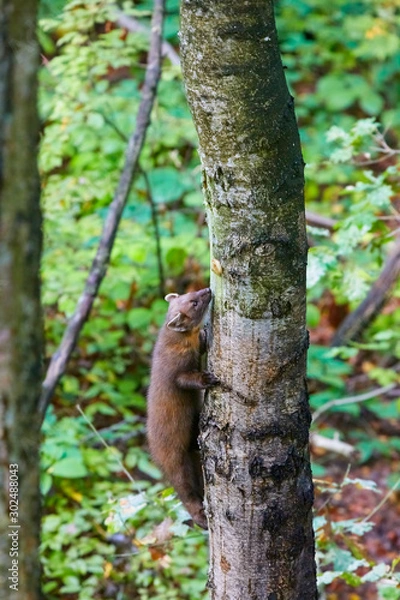 Obraz Cute pine marten waiting for the feeding