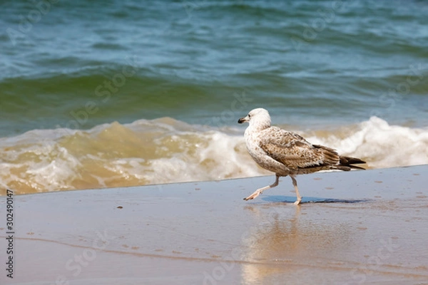 Obraz Strolling seagull observes sea waves