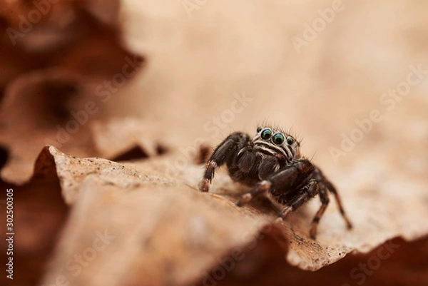 Fototapeta Evarcha arcuata is a species of jumping spiders with a palearctic distribution.