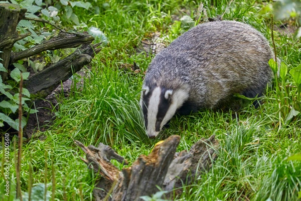 Obraz Hungry badger is waiting for the feeding.