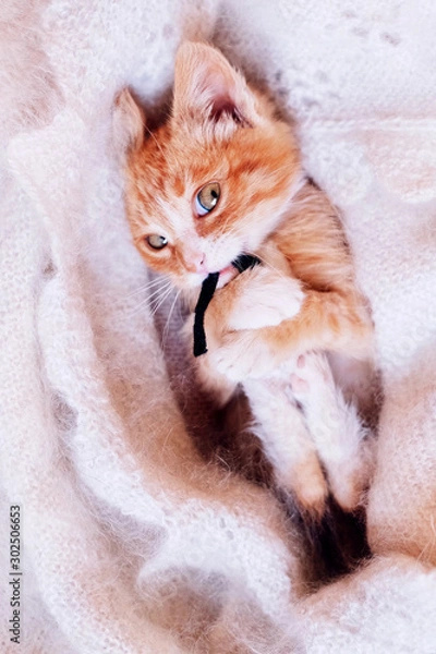 Fototapeta Funny red kitten with cunning eyes plays with a toy mouse on a furry white blanket