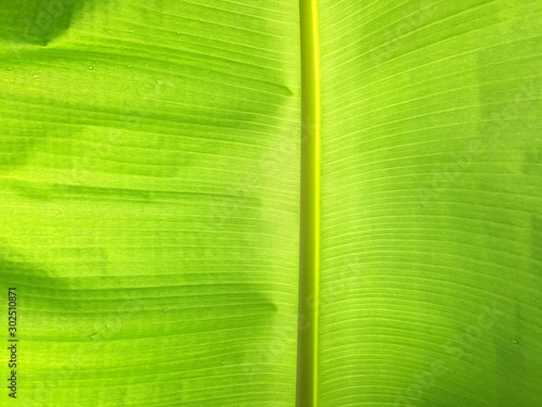 Fototapeta Translucent banana leaf