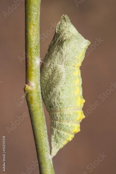 Fototapeta Papilio machaon caterpillar the Old World or common yellow swallowtail, caterpillar and chrysalis or pupa with intense colors denoting its toxicity mimetic pupa with the stem