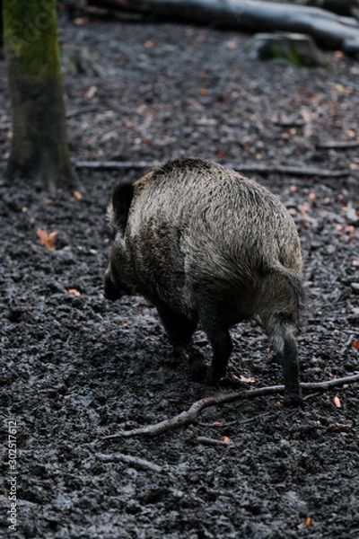 Obraz Wildschwein