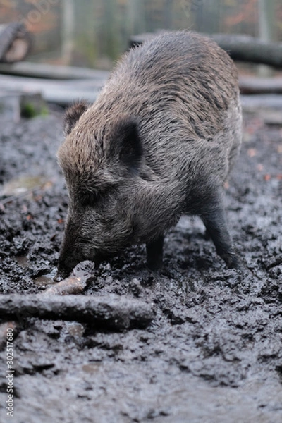 Obraz Wildschwein
