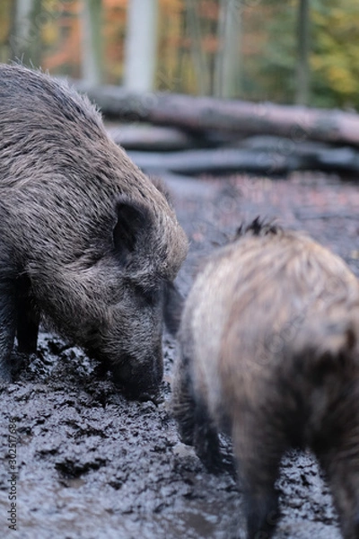 Obraz Wildschwein