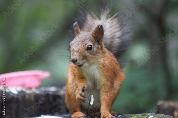 Obraz squirrel eating a seed