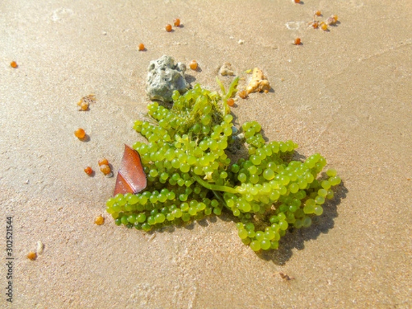 Obraz Algas marinhas