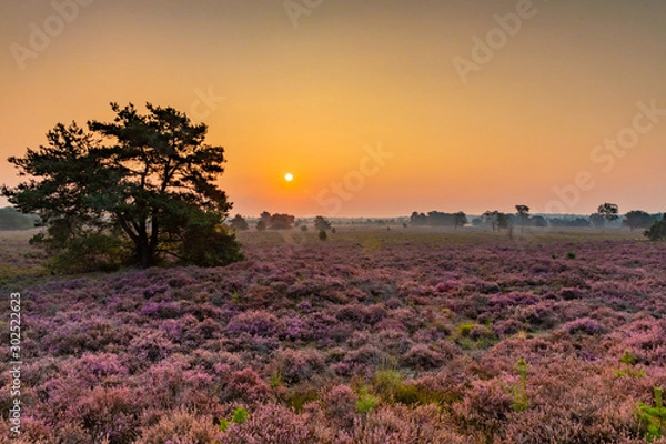 Fototapeta Heideveld_03