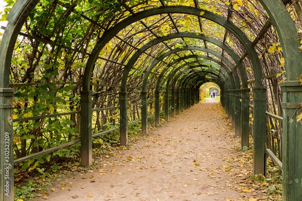 Fototapeta The arched corridor (garden pergola) consists of a wooden frame and climbing plants. Located in Kuskovo Park. Indian summer. Moscow, Russia.